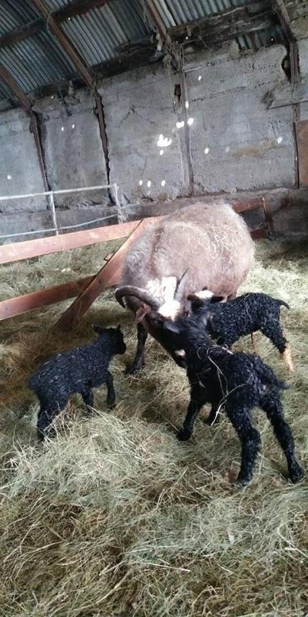 Rauthuskrithur Farm Holmabaeir Экстерьер фото